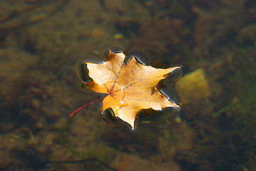 Image showing The autumn maple leaf lying on water