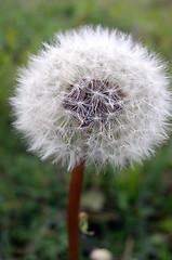 Image showing Dandelion