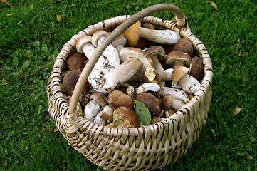 Image showing Mushrooms