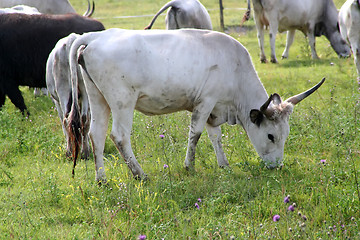 Image showing Cow