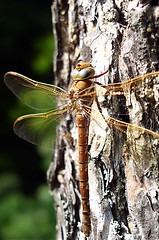 Image showing Dragon-Fly