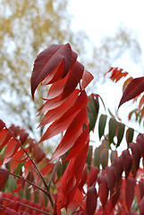 Image showing Red Leaves In The Fog