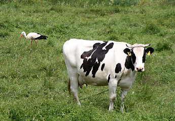 Image showing Cow and Stork