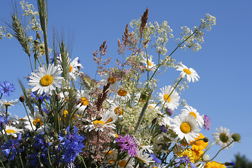 Image showing Flowers of the Field