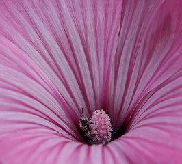 Image showing A Pink Flower