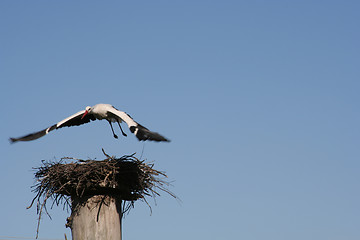 Image showing Stork