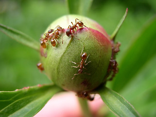 Image showing Ants on the Bud of a Peony