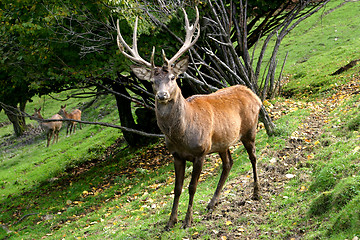 Image showing reindeer