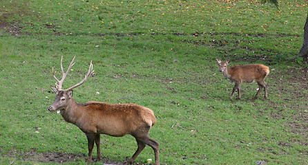 Image showing reindeers