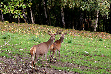 Image showing reindeers