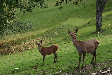 Image showing reindeers