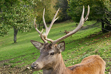 Image showing portrait of reindeer