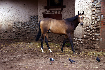 Image showing race-horse