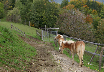 Image showing foals