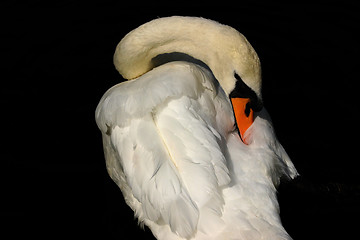 Image showing swan and cygnet