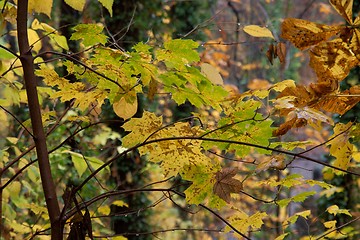 Image showing Autumn