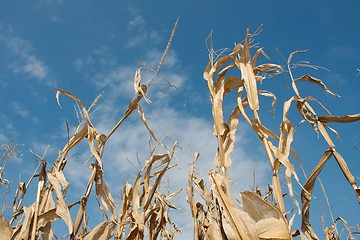 Image showing Corn