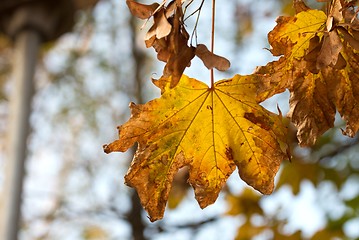 Image showing Autumn