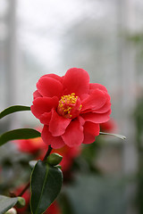 Image showing camelia