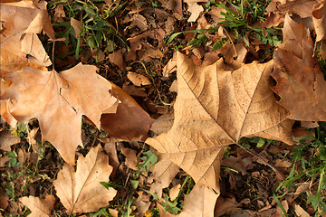 Image showing Autumn