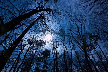 Image showing Dark Forest