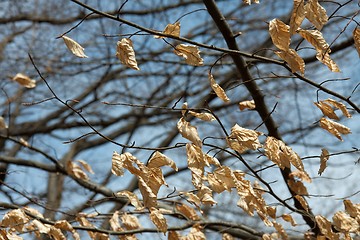 Image showing Winter