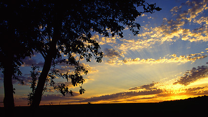 Image showing two trees by sunset