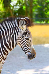 Image showing portrait of zebra
