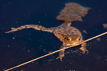 Image showing Frog in water