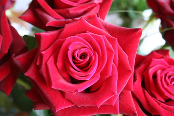 Image showing Close up of red Rose