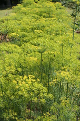 Image showing Dill