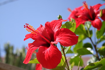 Image showing Hibiscus