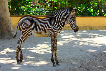 Image showing Adorable baby Zebra standing