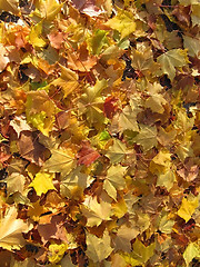 Image showing Maple Leaves Fallen