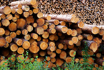 Image showing Pine Logs