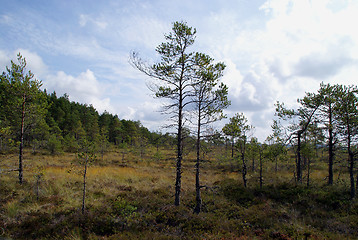 Image showing Pines on Bog