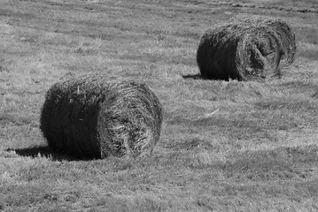 Image showing Hay field in summer