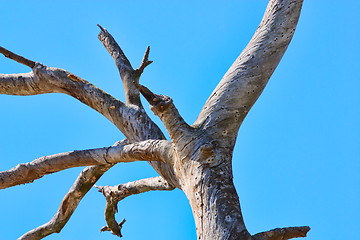 Image showing  an old dry tree against the blue sky