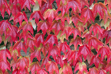 Image showing Autumn Leaves