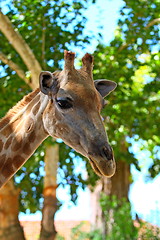 Image showing head of giraffe