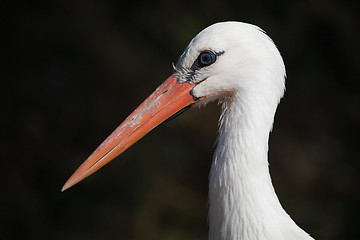 Image showing White stork