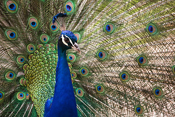 Image showing Peacock