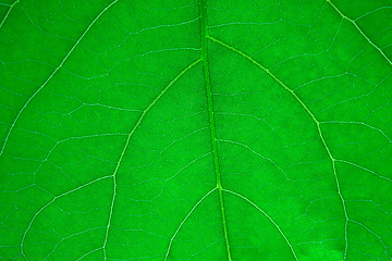 Image showing  Leaf of a plant close up