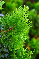 Image showing Close-up of pine branches 