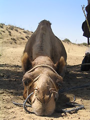 Image showing Long faced camel