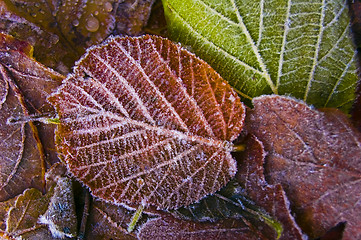 Image showing Season leaf