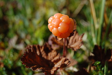 Image showing Cloudberry 