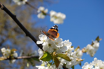 Image showing Butterfly in the spring