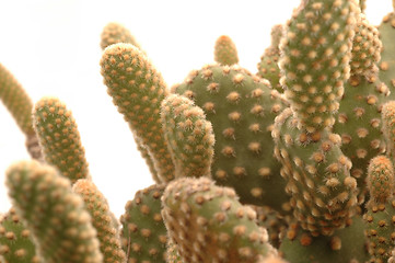 Image showing cactus