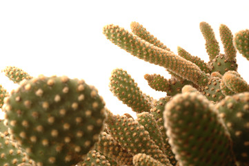 Image showing cactus detail